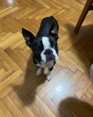 Boston terrier maschio per accoppiamento