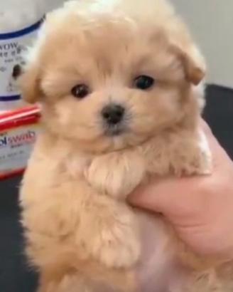 Barboncino cuccioli taglia mini
