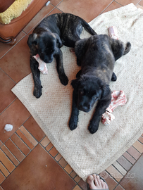 Cuccioli cane corso