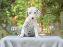 cucciola-di-dalmata-in-pronta-consegna