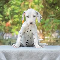 Cucciola di Dalmata in pronta consegna