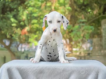 Cucciola di Dalmata in pronta consegna