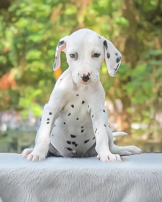 Cucciola di Dalmata in pronta consegna