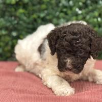 Lagotto romagnolo