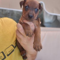 Pinscher nano con pedigree enci