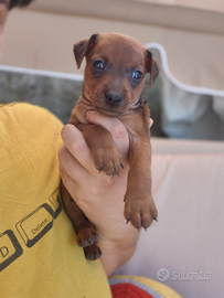 Pinscher nano con pedigree enci