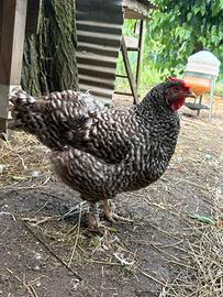 Gallina