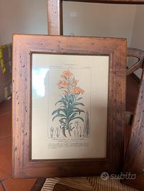 Stampe naturalistiche fine ‘800