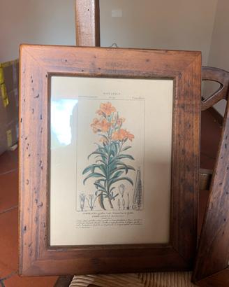 Stampe naturalistiche fine ‘800