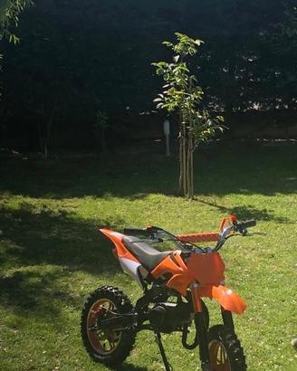 Mini moto cross 50cc