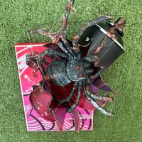 Bomboletta unica nel suo stile