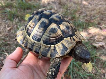 Testudo Hermanni di 10 anni con cites C