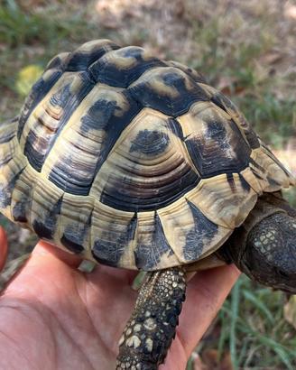Testudo Hermanni di 10 anni con cites C