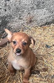 Cuccioli meticci