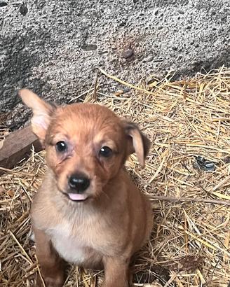 Cuccioli meticci