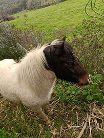 Pony tre anni