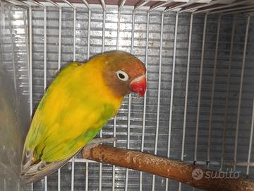 Insep mascherato femmina pezzata verde