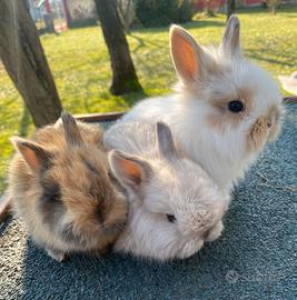 Conigli nani arieti pelo d'angora