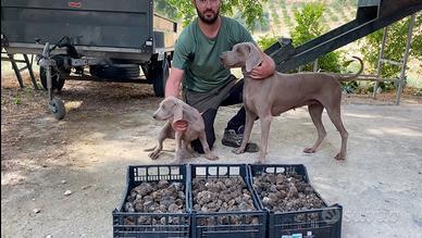 Weimaraner (bracco) da tartufo