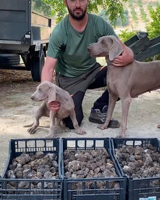 Weimaraner (bracco) da tartufo