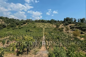 Vigneto in zona DOC a Zafferana Etnea