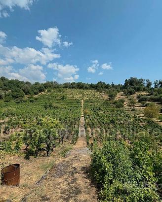 Vigneto in zona DOC a Zafferana Etnea