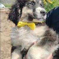 8 splendidi cuccioli di tre mesi a rischio canile