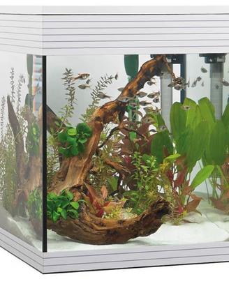 Acquario Askoll Pure M