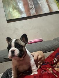 Bulldog francese