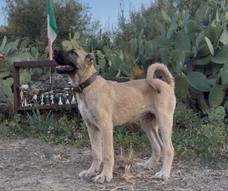 Kangal
