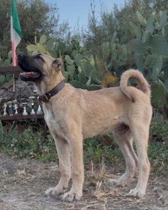 Kangal