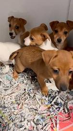 Cuccioli di jackshund