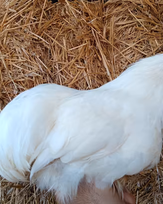 Cocincina Nana Galli Galline