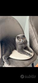 Scottish fold per monta