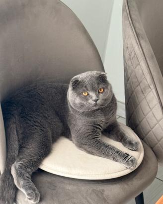 Scottish fold per monta