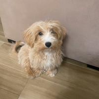Maltipoo di 4 mesi, disponibile subito
