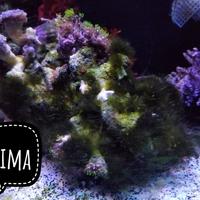 Pack pulitori detritivori acquario marino spediz