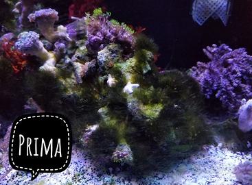 Pack pulitori detritivori acquario marino spediz