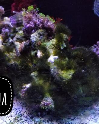 Pack pulitori detritivori acquario marino spediz