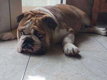 Bulldog inglese per accoppiamento