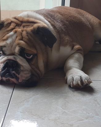 Bulldog inglese per accoppiamento