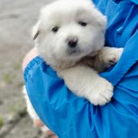 Cucciolo maremmano da anare