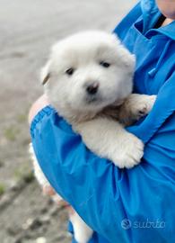 Cucciolo maremmano da anare