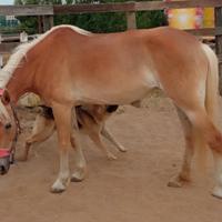Cavalla Haflinger