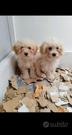 Maltipoo Toy Maschietti