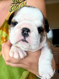 Cuccioli bulldog inglese