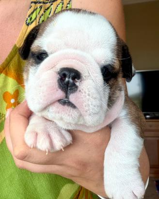 Cuccioli bulldog inglese