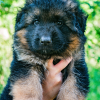 Cuccioli di pastore tedesco focato e total black