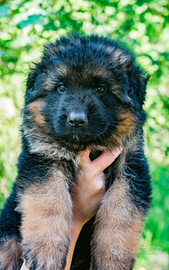 Cuccioli di pastore tedesco focato e total black