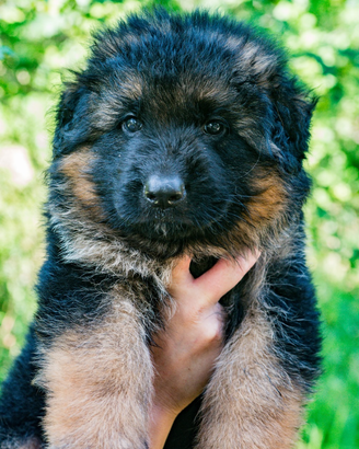 Cuccioli di pastore tedesco focato e total black